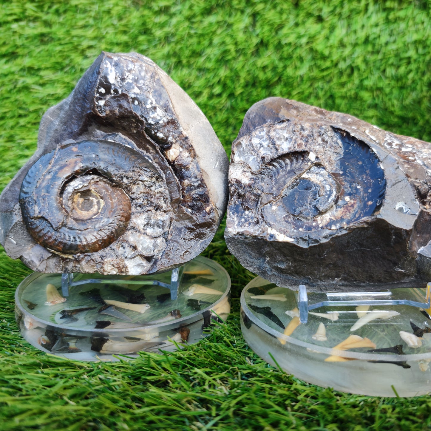 Stunning Hildoceras ammonite fossil split pair Whitby