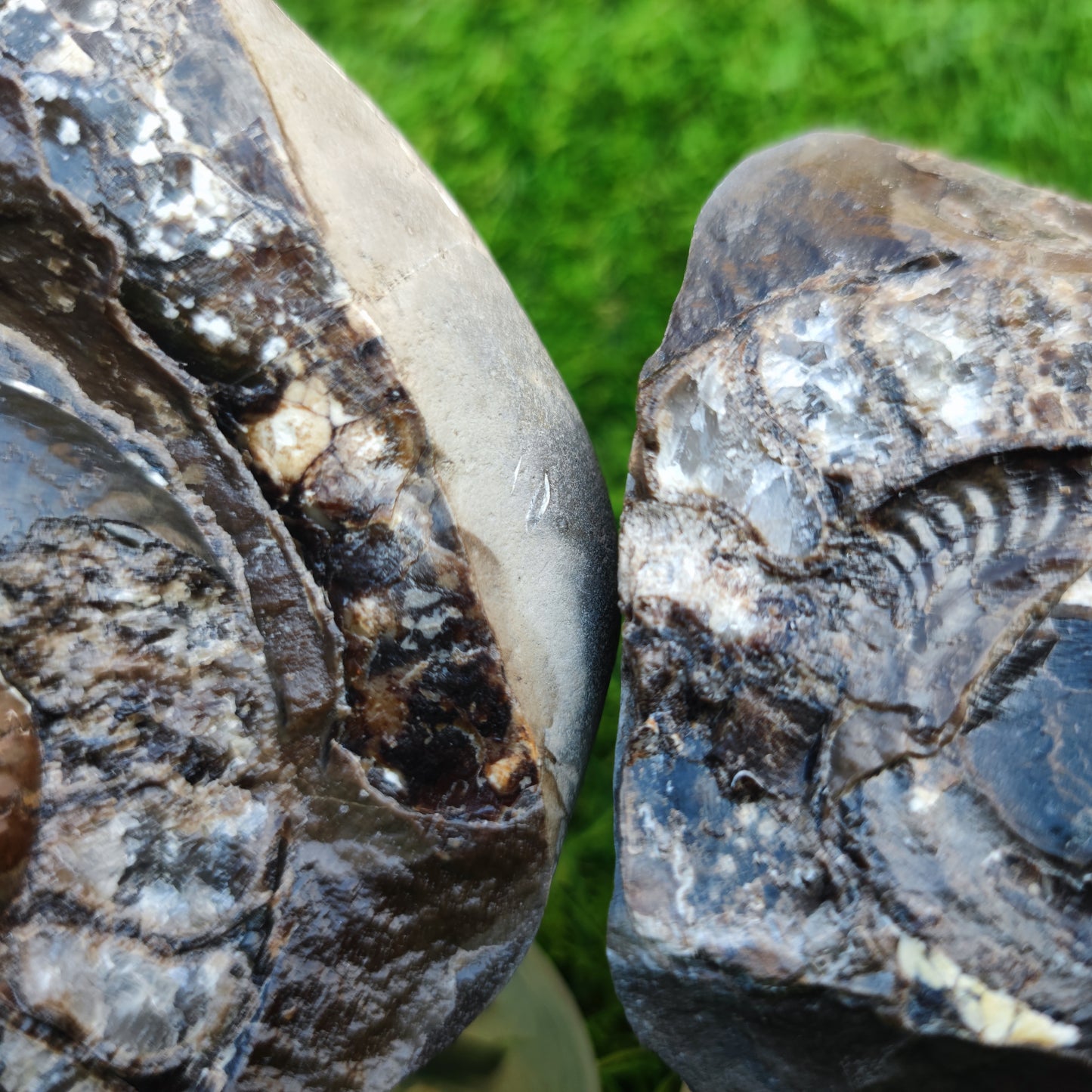 Stunning Hildoceras ammonite fossil split pair Whitby