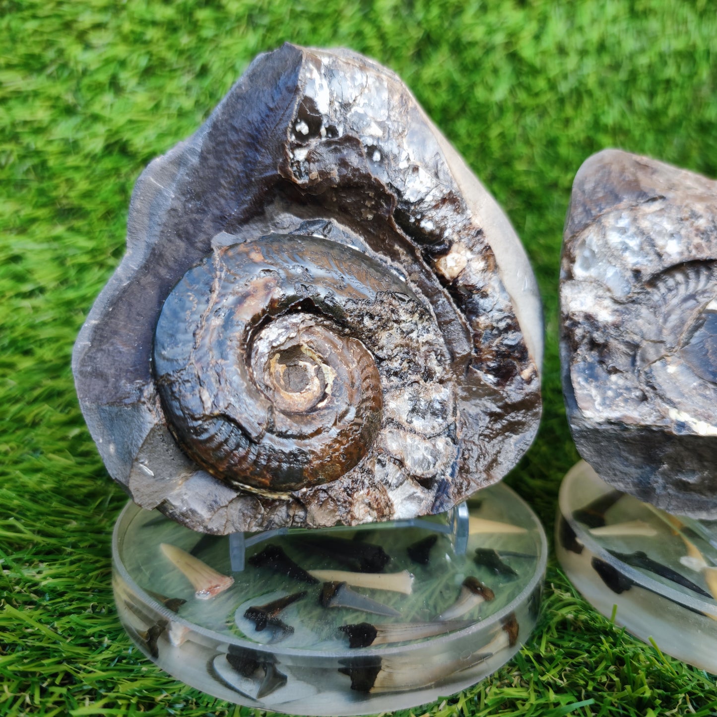 Stunning Hildoceras ammonite fossil split pair Whitby
