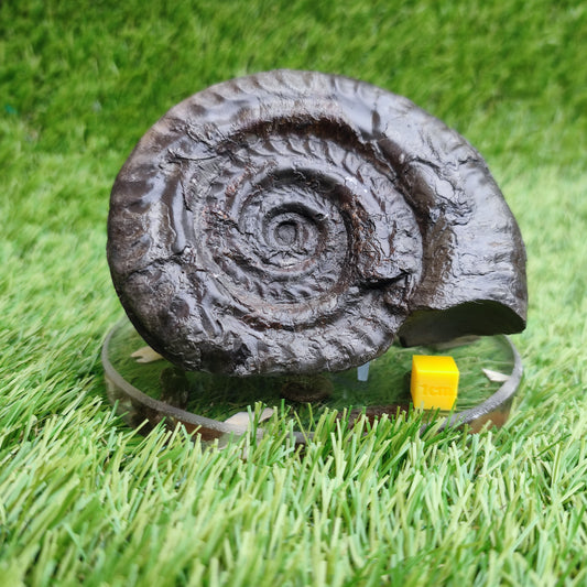 Big hildoceras ammonite fossil Sandsend Yorkshire Jurassic coast