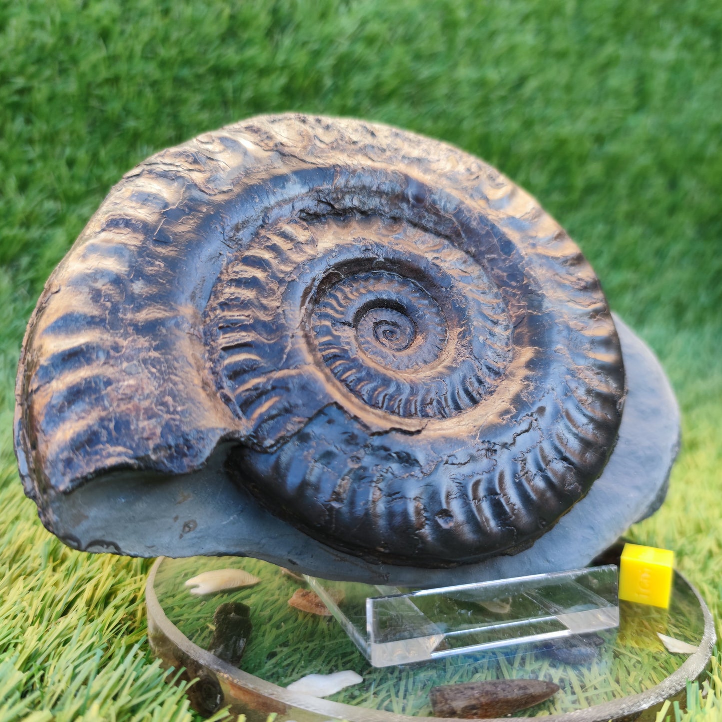 Hildoceras ammonite with free stand Whitby Yorkshire Jurassic coast