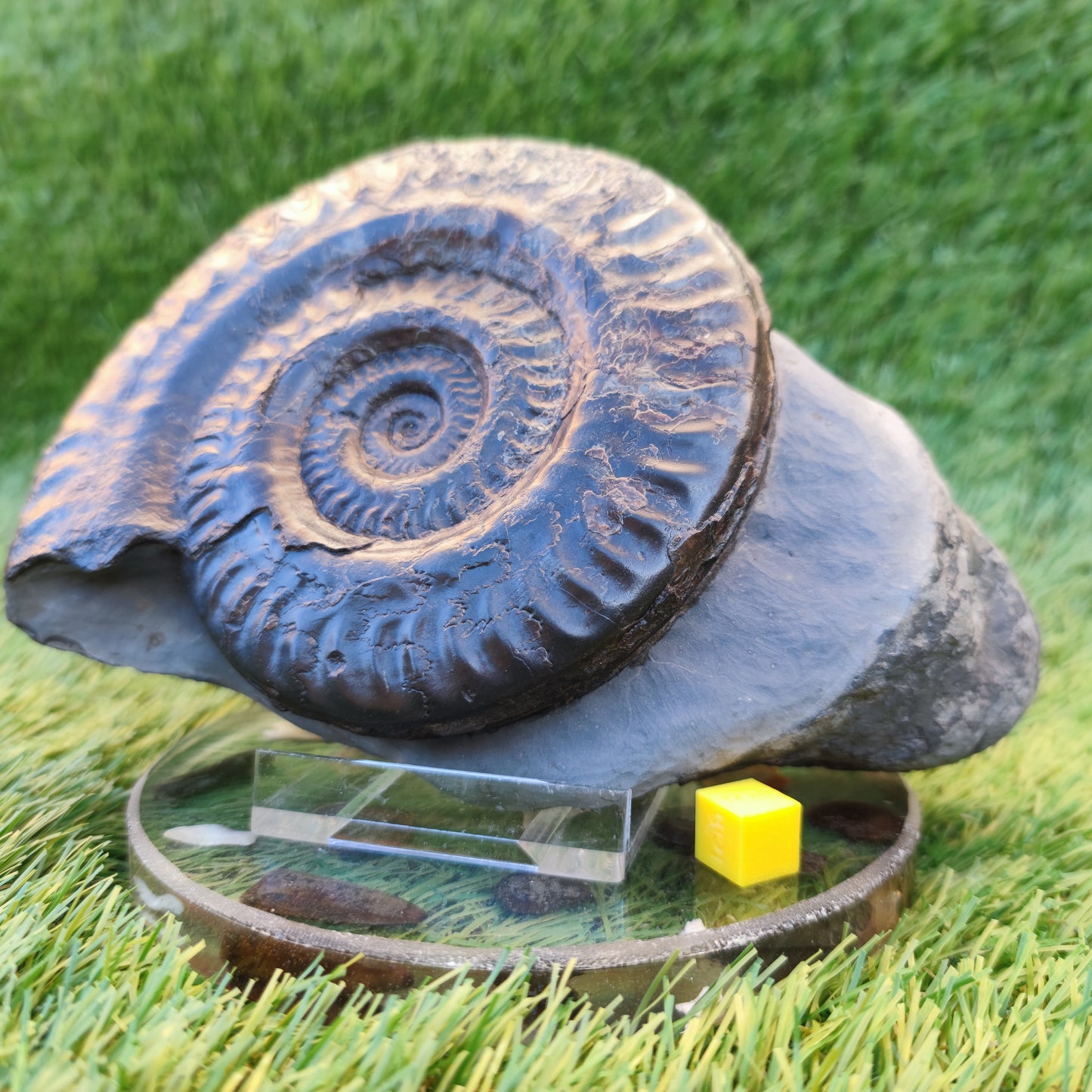 Hildoceras ammonite with free stand Whitby Yorkshire Jurassic coast