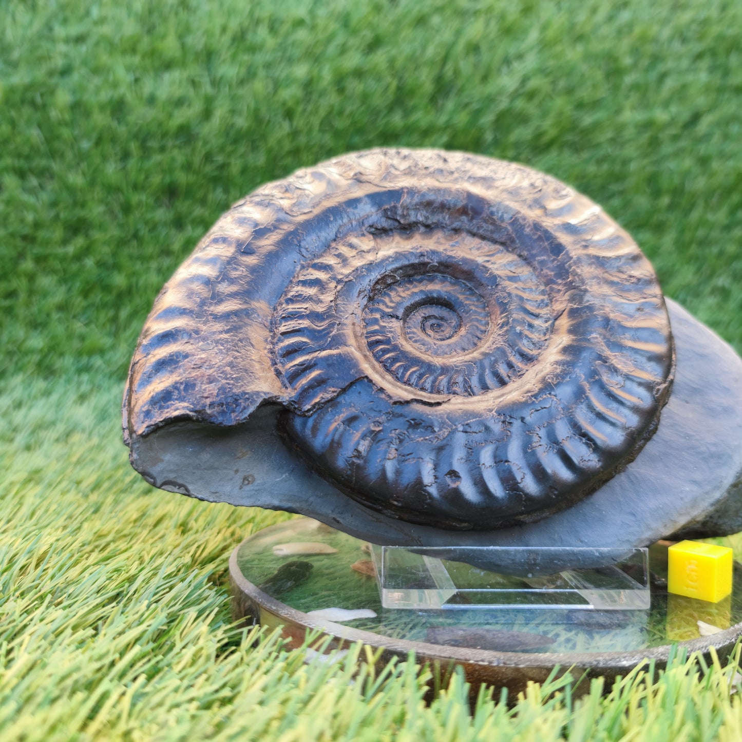 Hildoceras ammonite with free stand Whitby Yorkshire Jurassic coast