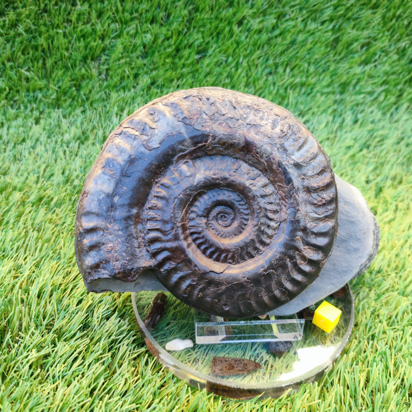 Hildoceras ammonite with free stand Whitby Yorkshire Jurassic coast