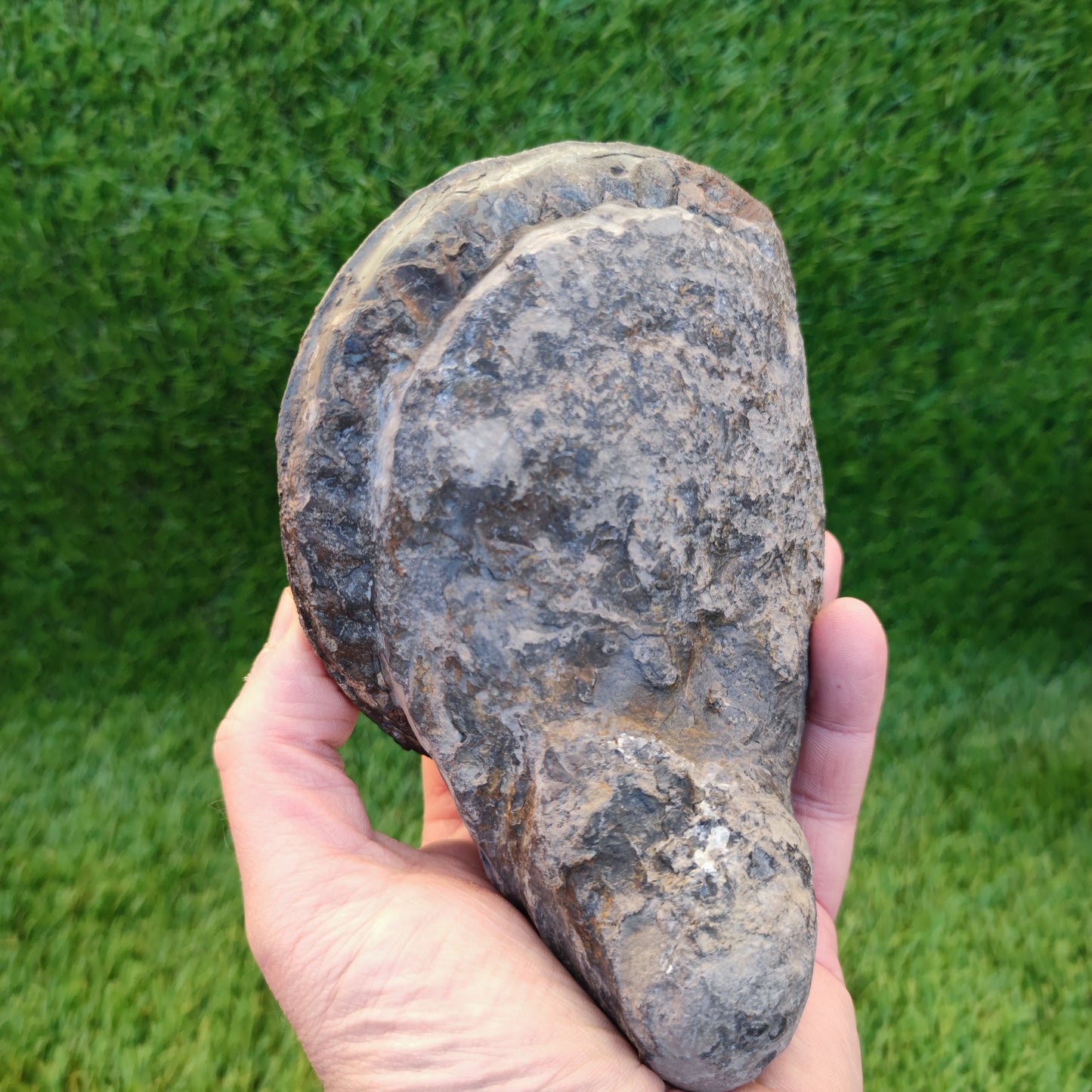 Hildoceras ammonite with free stand Whitby Yorkshire Jurassic coast