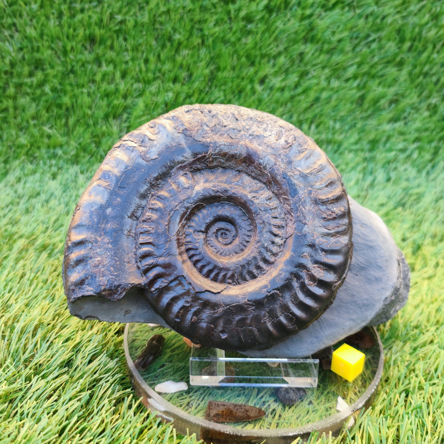 Hildoceras ammonite with free stand Whitby Yorkshire Jurassic coast