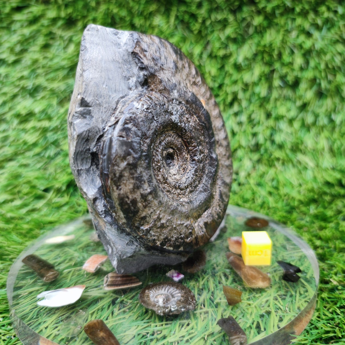 Hildoceras ammonite fossil Whitby Jurassic coast