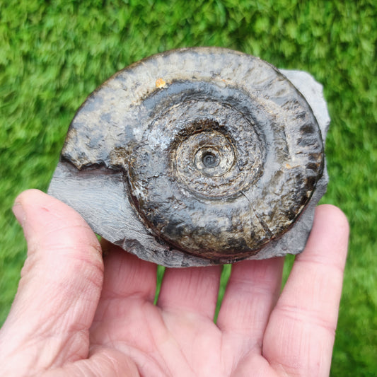Hildoceras ammonite fossil Whitby Jurassic coast