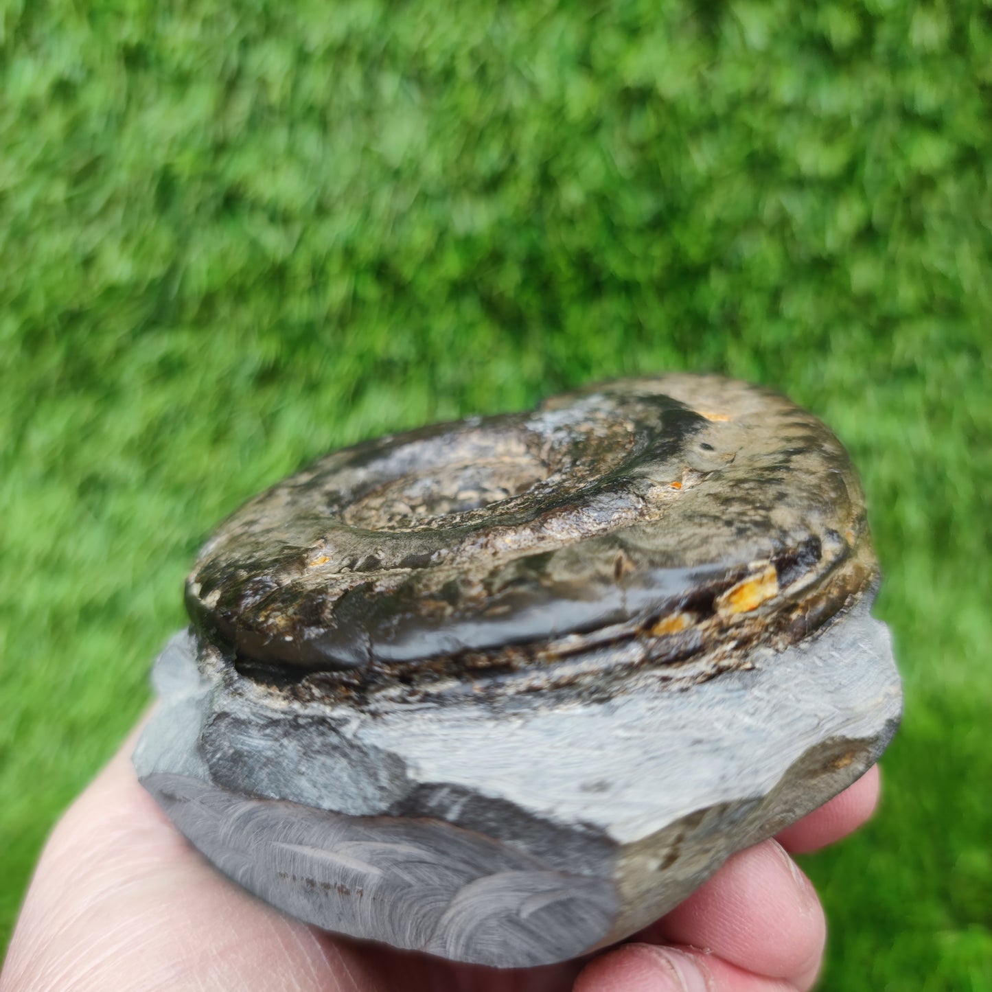 Hildoceras ammonite fossil Whitby Jurassic coast