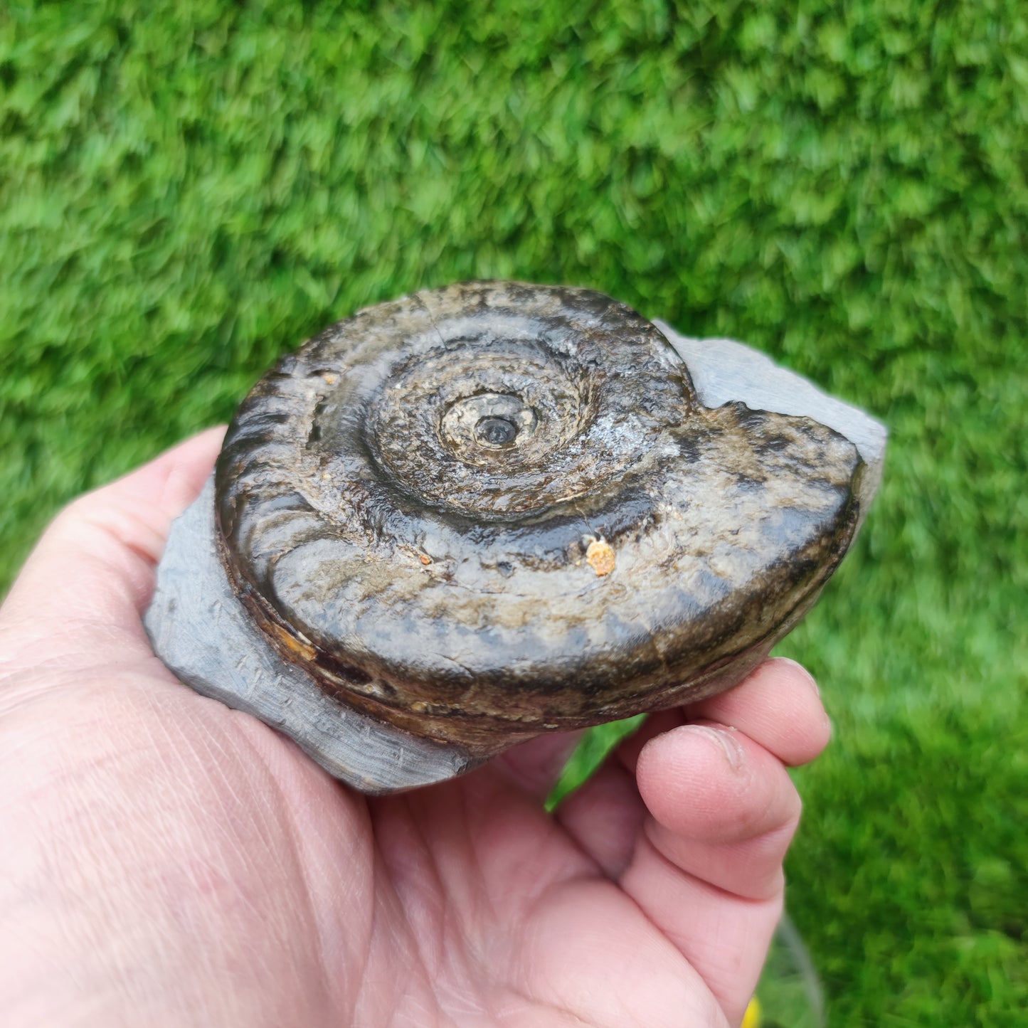 Hildoceras ammonite fossil Whitby Jurassic coast