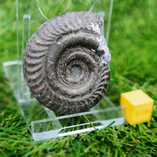 Hildoceras ammonite fossil Saltwick bay Whitby