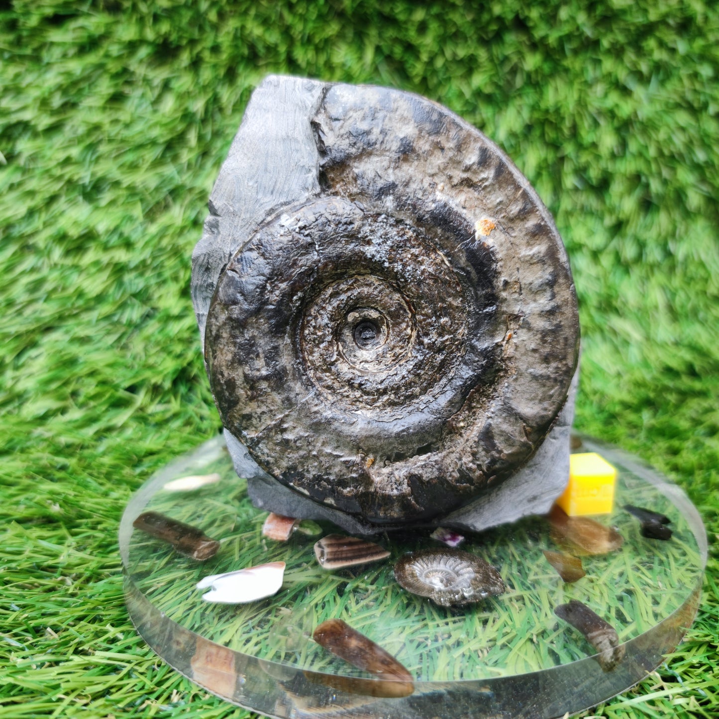 Hildoceras ammonite fossil Whitby Jurassic coast