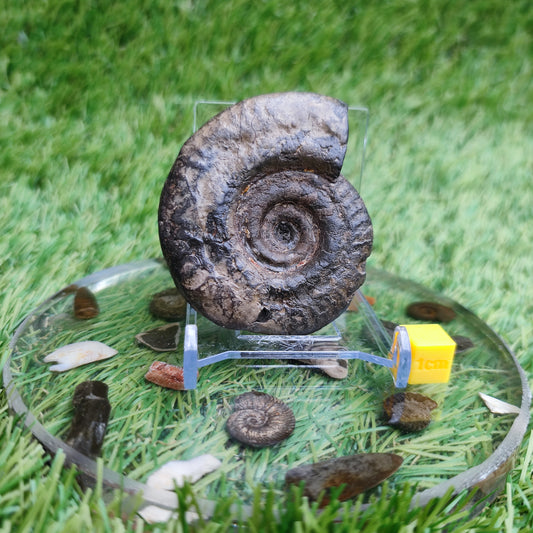 Hildoceras ammonite fossil Whitby Yorkshire Jurassic coast