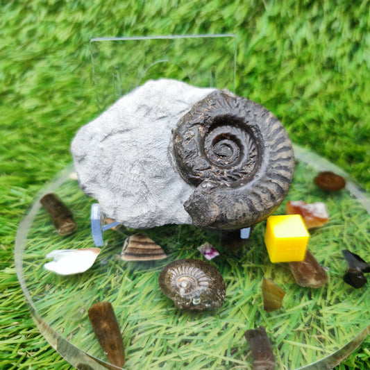 Hildoceras ammonite fossil Yorkshire