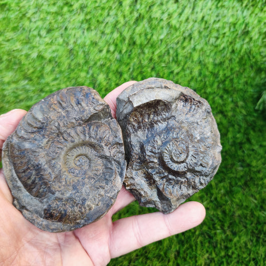 Hildoceras ammonite fossil split pair