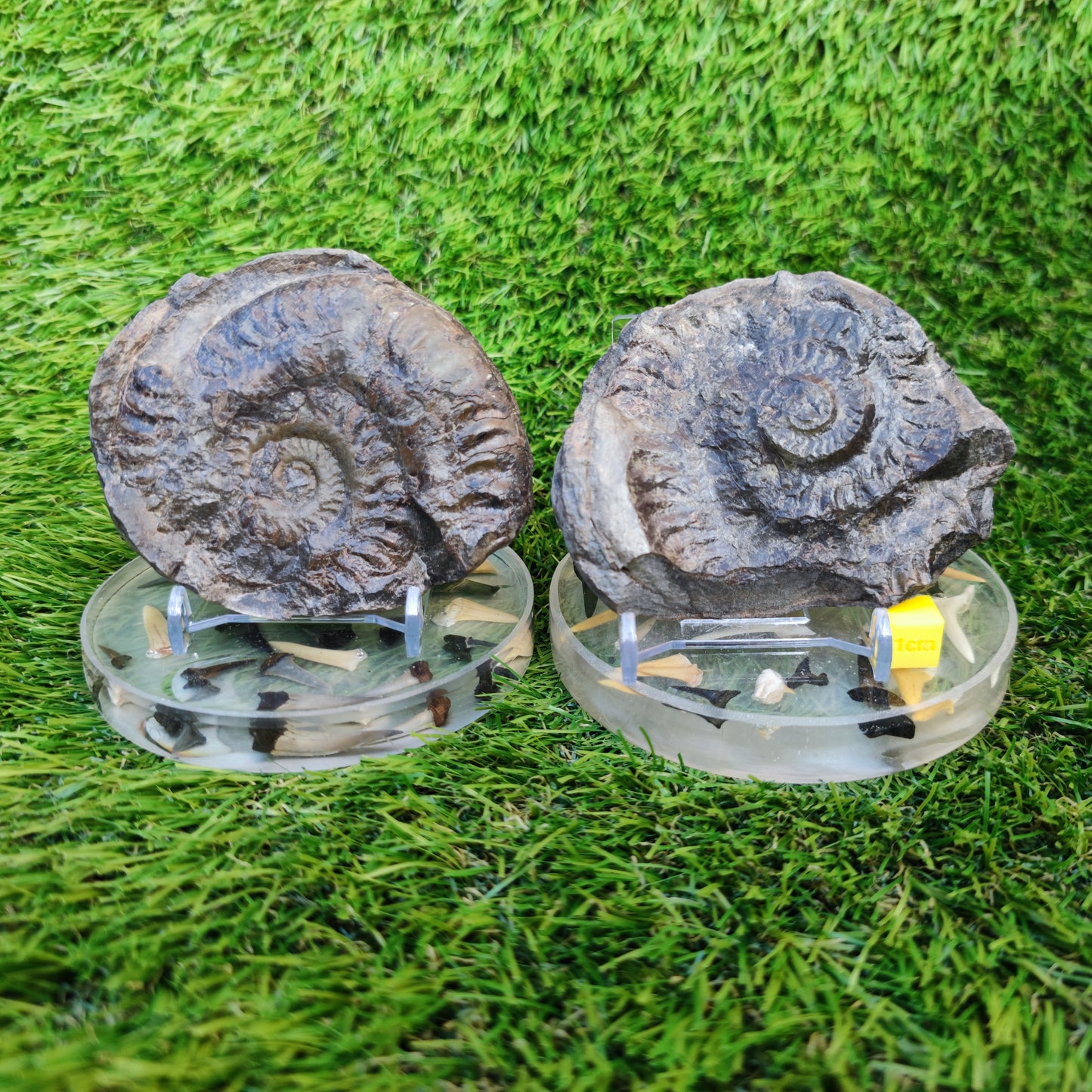 Hildoceras ammonite fossil split pair