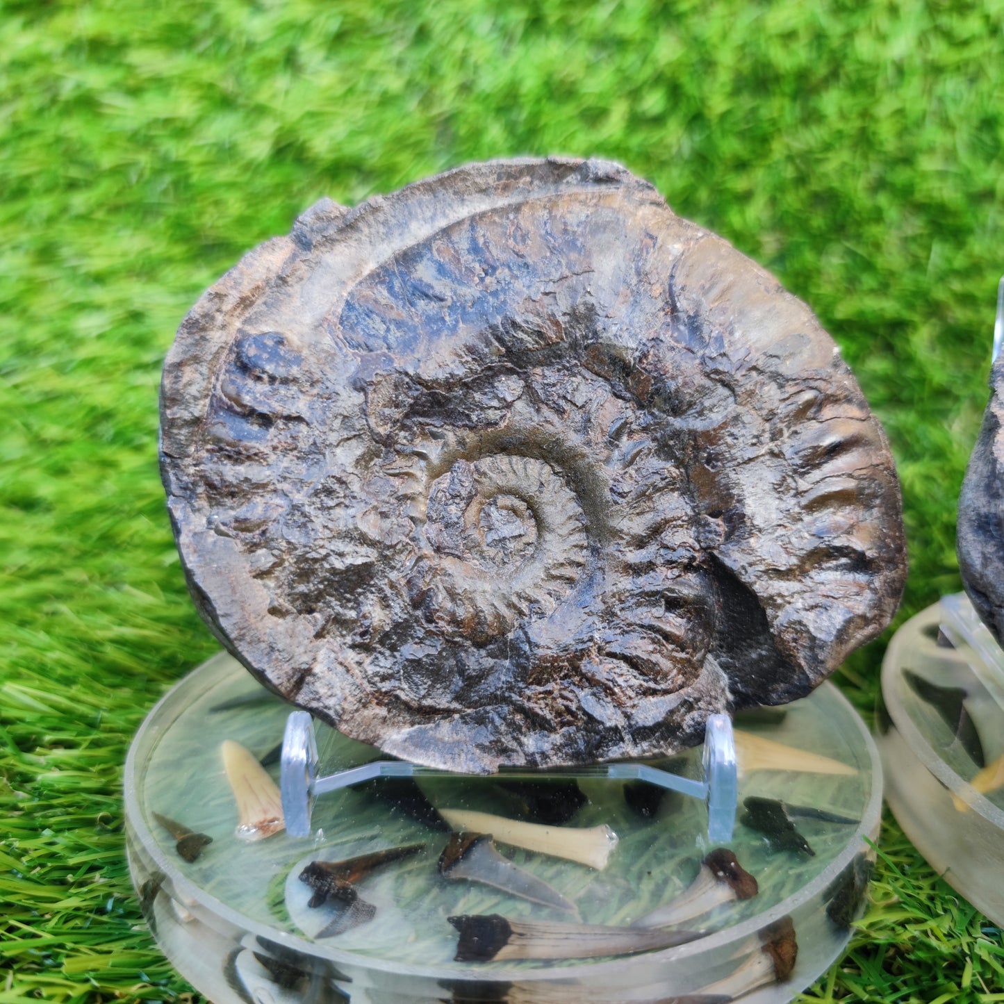 Hildoceras ammonite fossil split pair