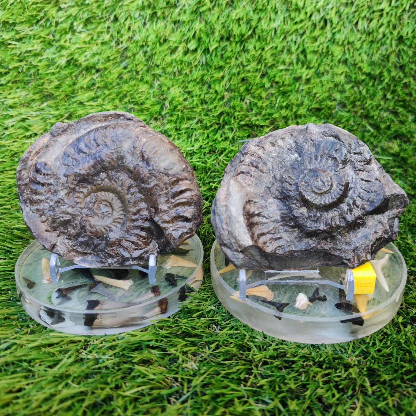 Hildoceras ammonite fossil split pair