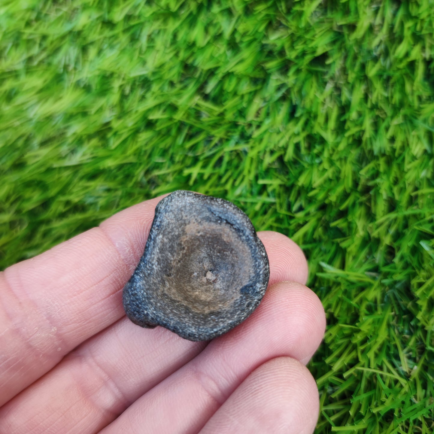 Ichthyosaur anterior trunk vert Charmouth Dorset