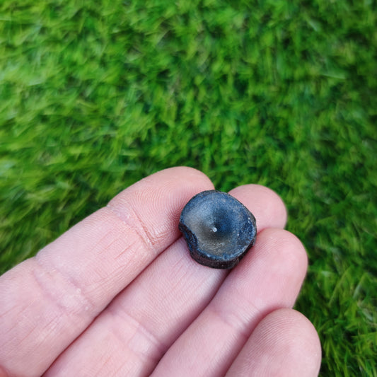 Ichthyosaur vertebra Lyme Regis Jurassic coast