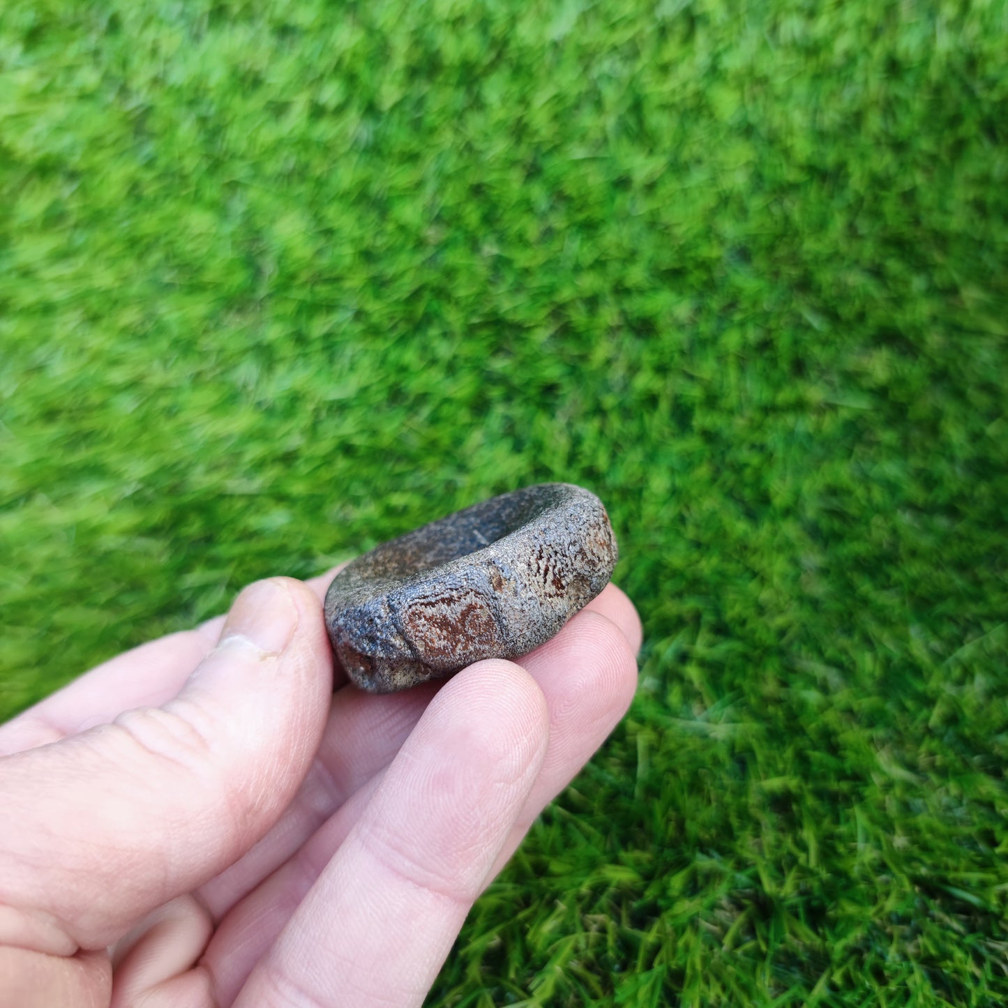 Ichthyosaur vertebra Charmouth Jurassic coast