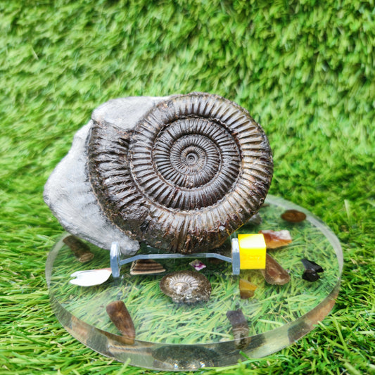 Jurassic coast ammoniite fossil Whitby