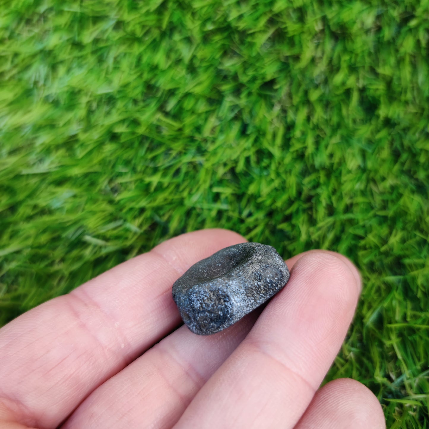 Ichthyosaur vertebra Jurassic coast
