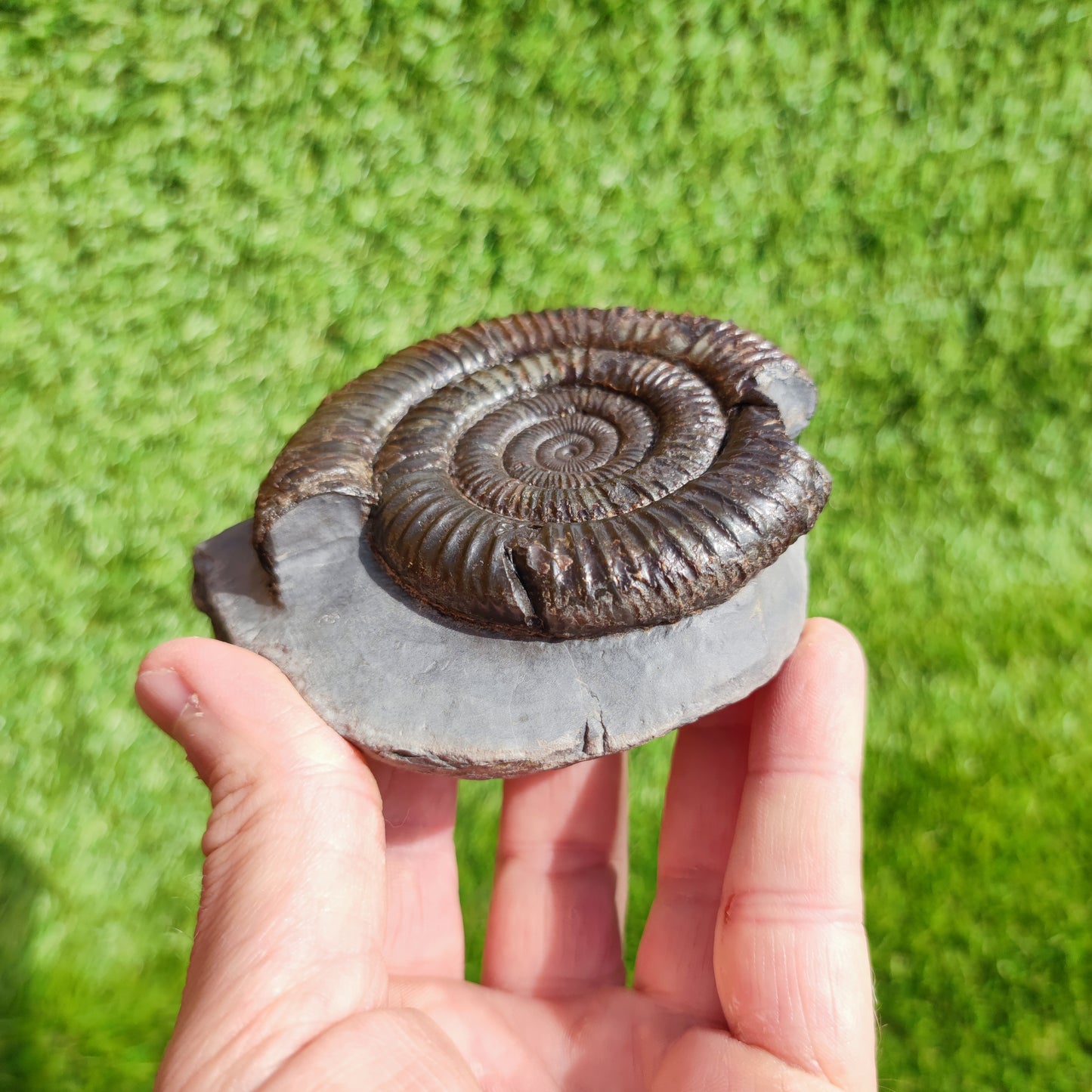 Large ammonite fossil Dactylioceras Yorkshire UK