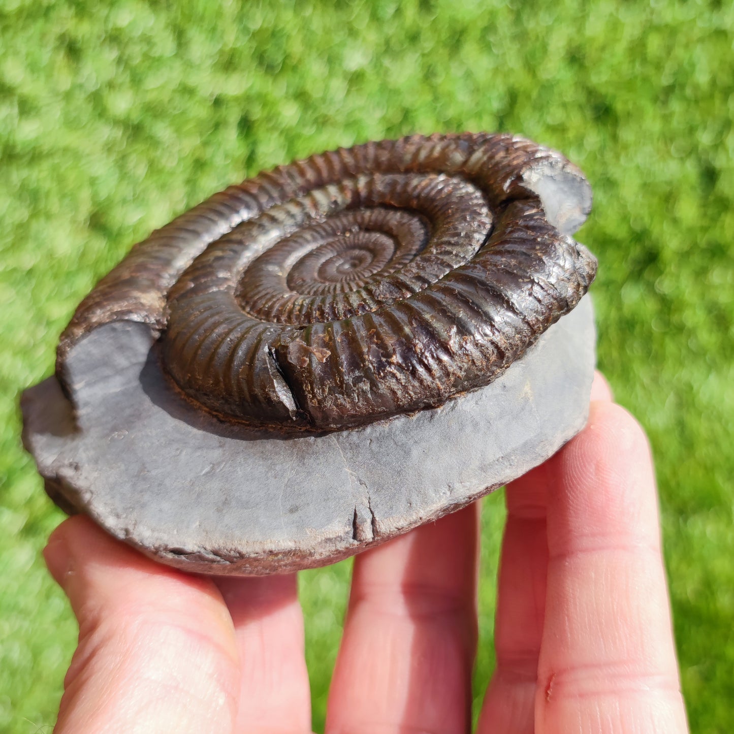 Large ammonite fossil Dactylioceras Yorkshire UK