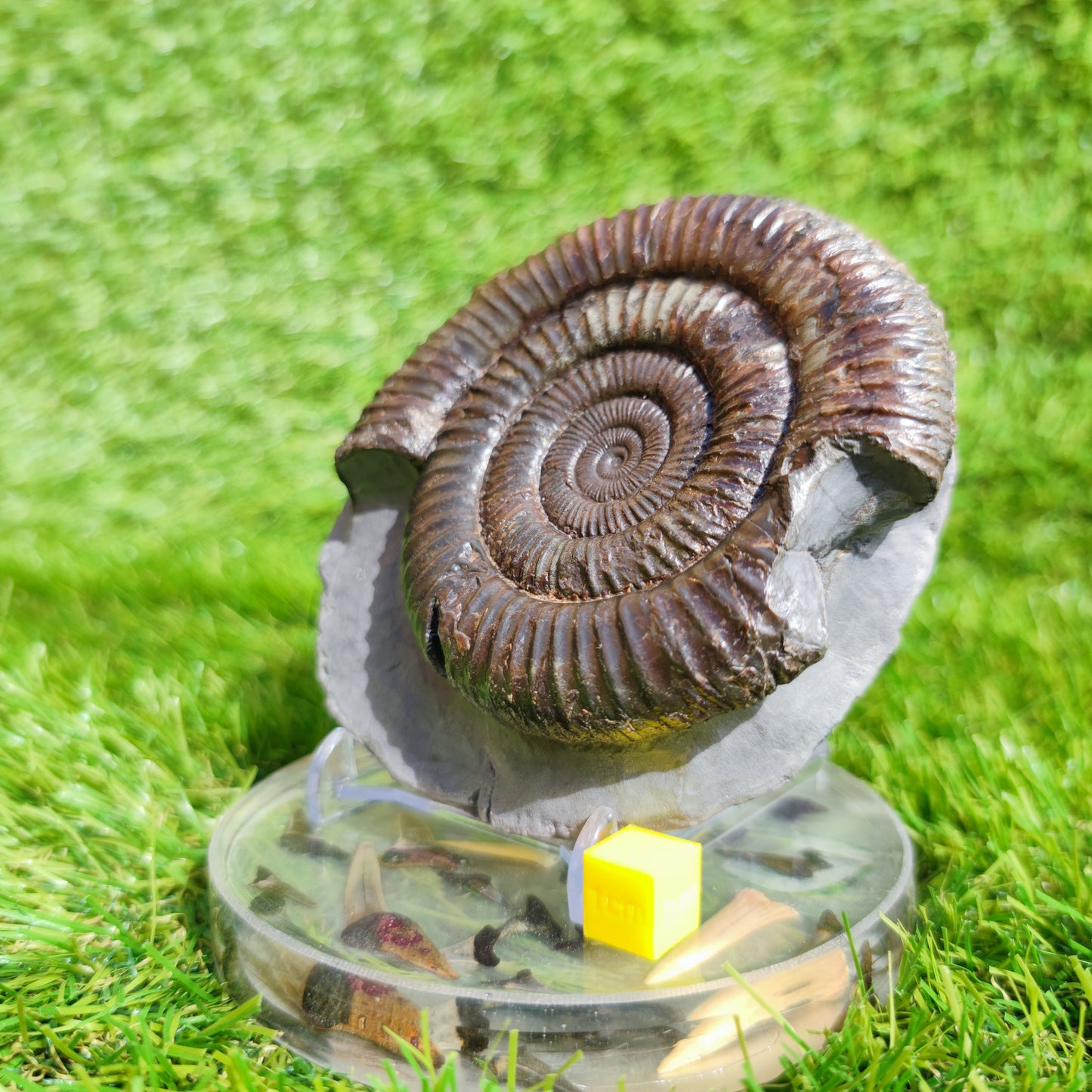 Large ammonite fossil Dactylioceras Yorkshire UK