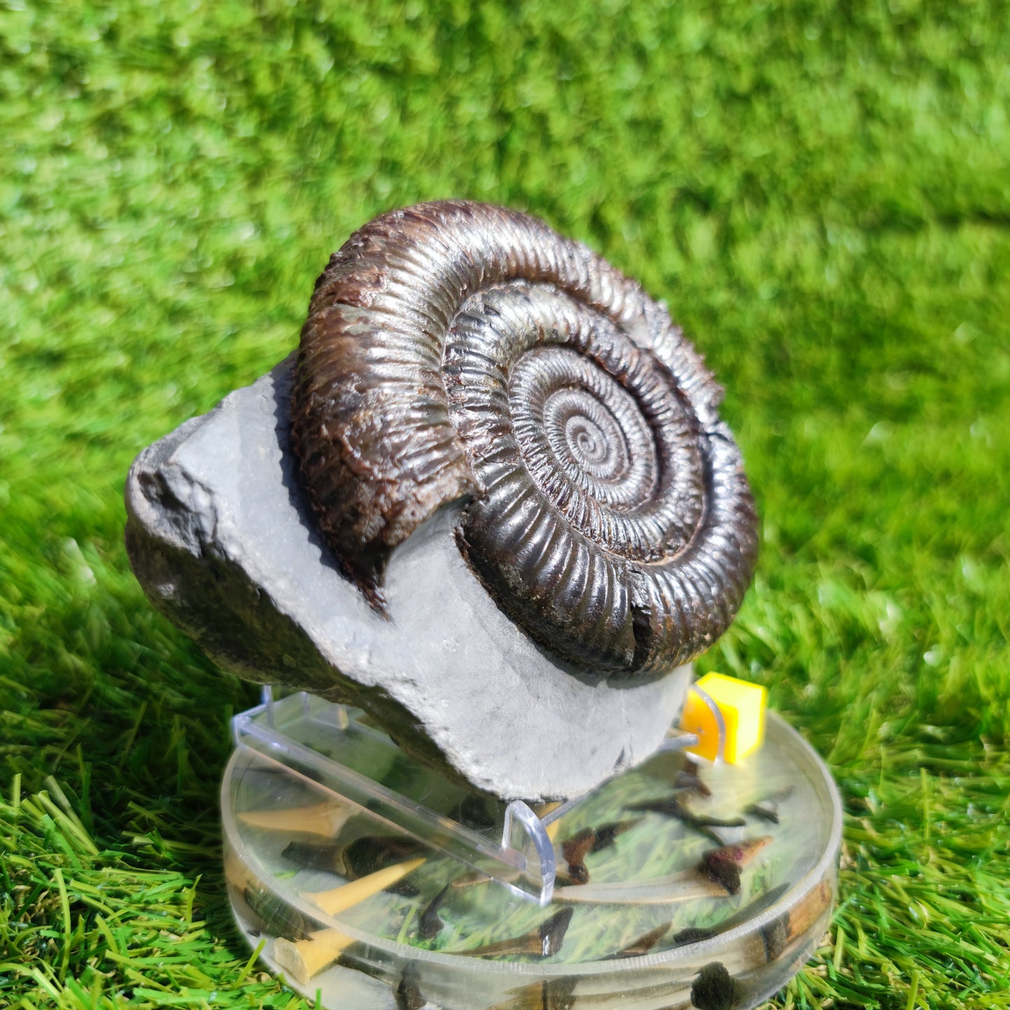 Large ammonite fossil Dactylioceras Yorkshire UK