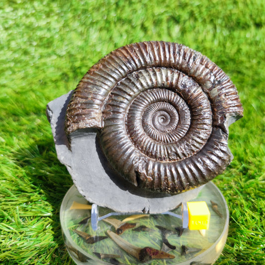 Large ammonite fossil Dactylioceras Yorkshire UK