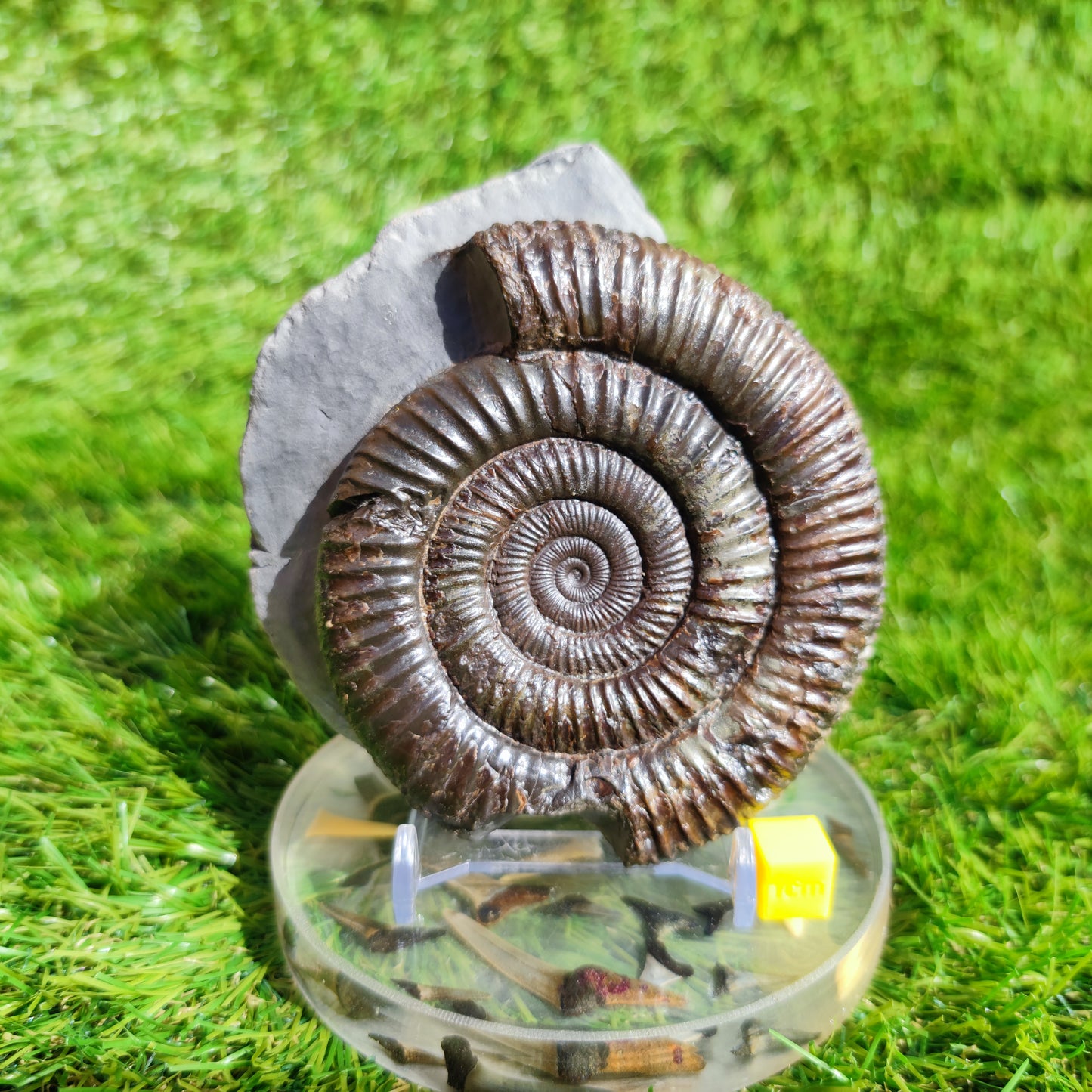 Large ammonite fossil Dactylioceras Yorkshire UK