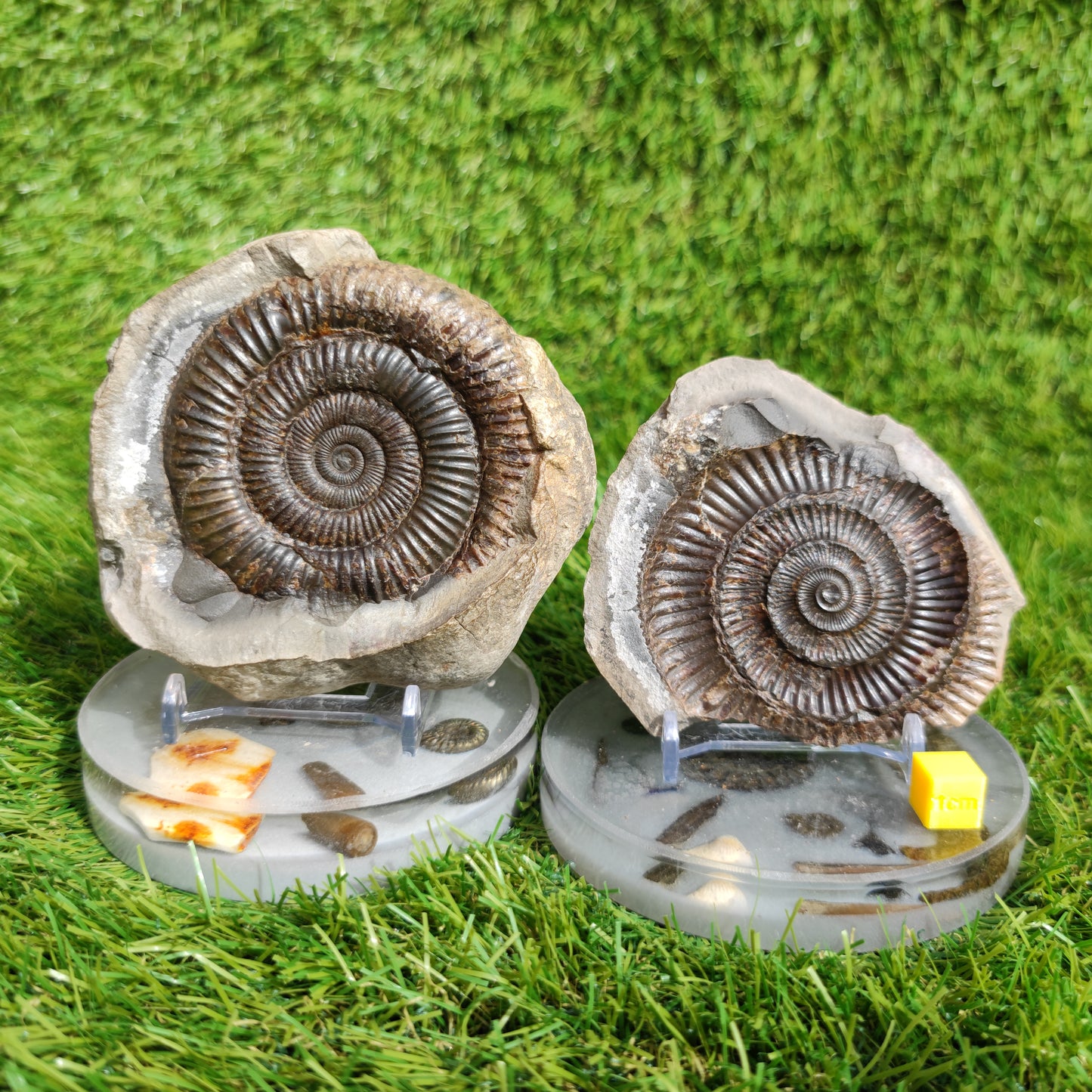 Fossil large ammonite split pair North Yorkshire Fossils