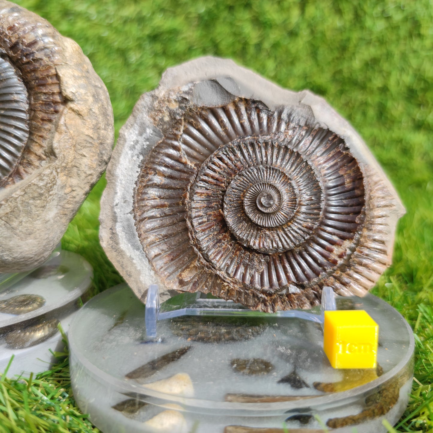 Fossil large ammonite split pair North Yorkshire Fossils