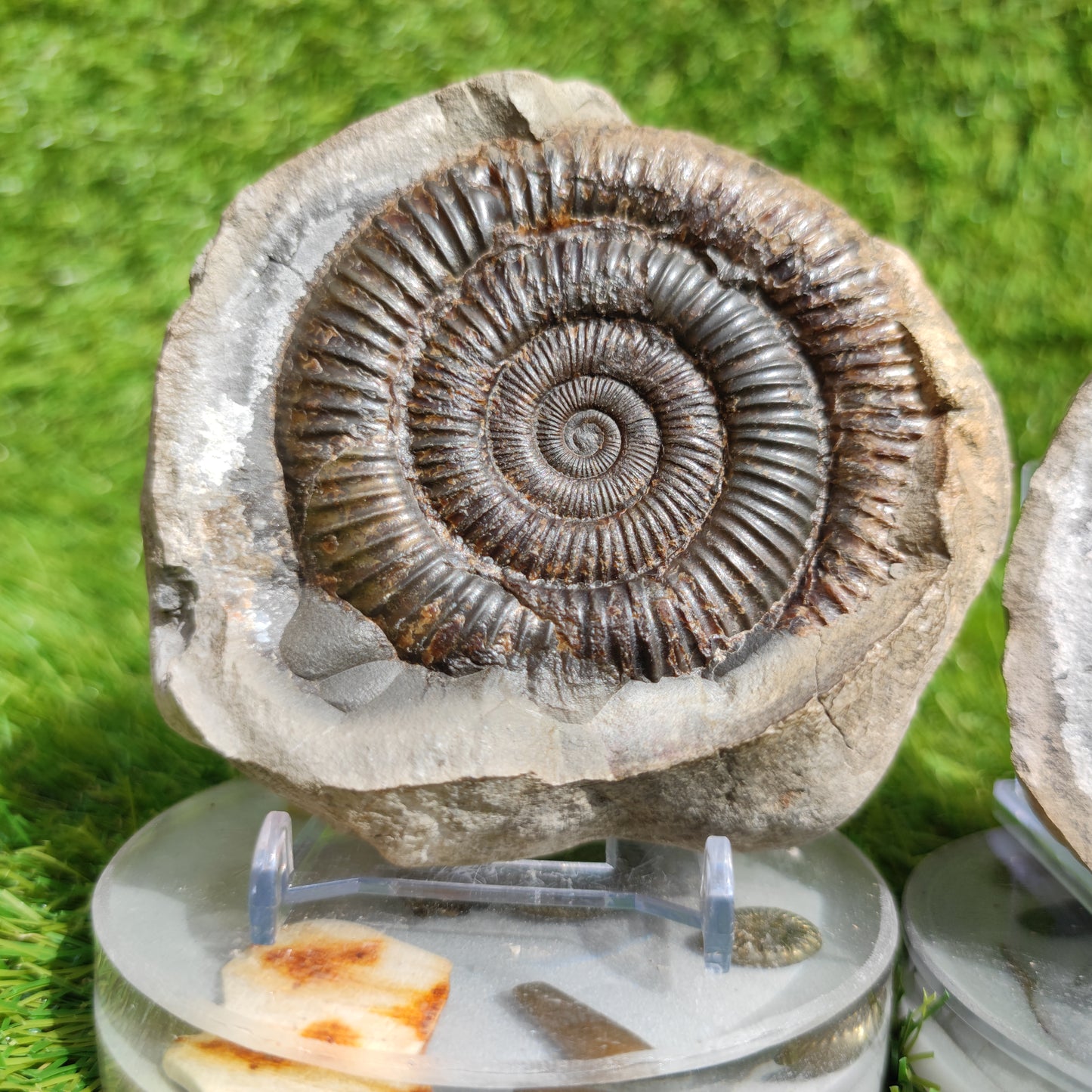 Fossil large ammonite split pair North Yorkshire Fossils