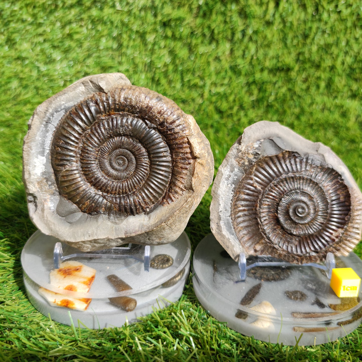 Fossil large ammonite split pair North Yorkshire Fossils