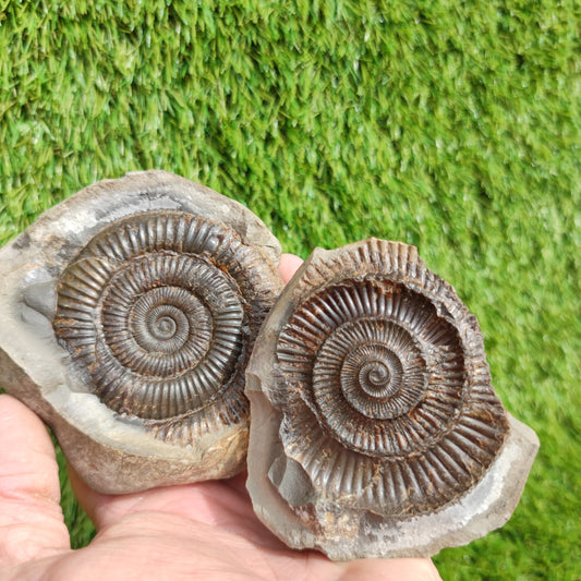 Fossil large ammonite split pair North Yorkshire Fossils