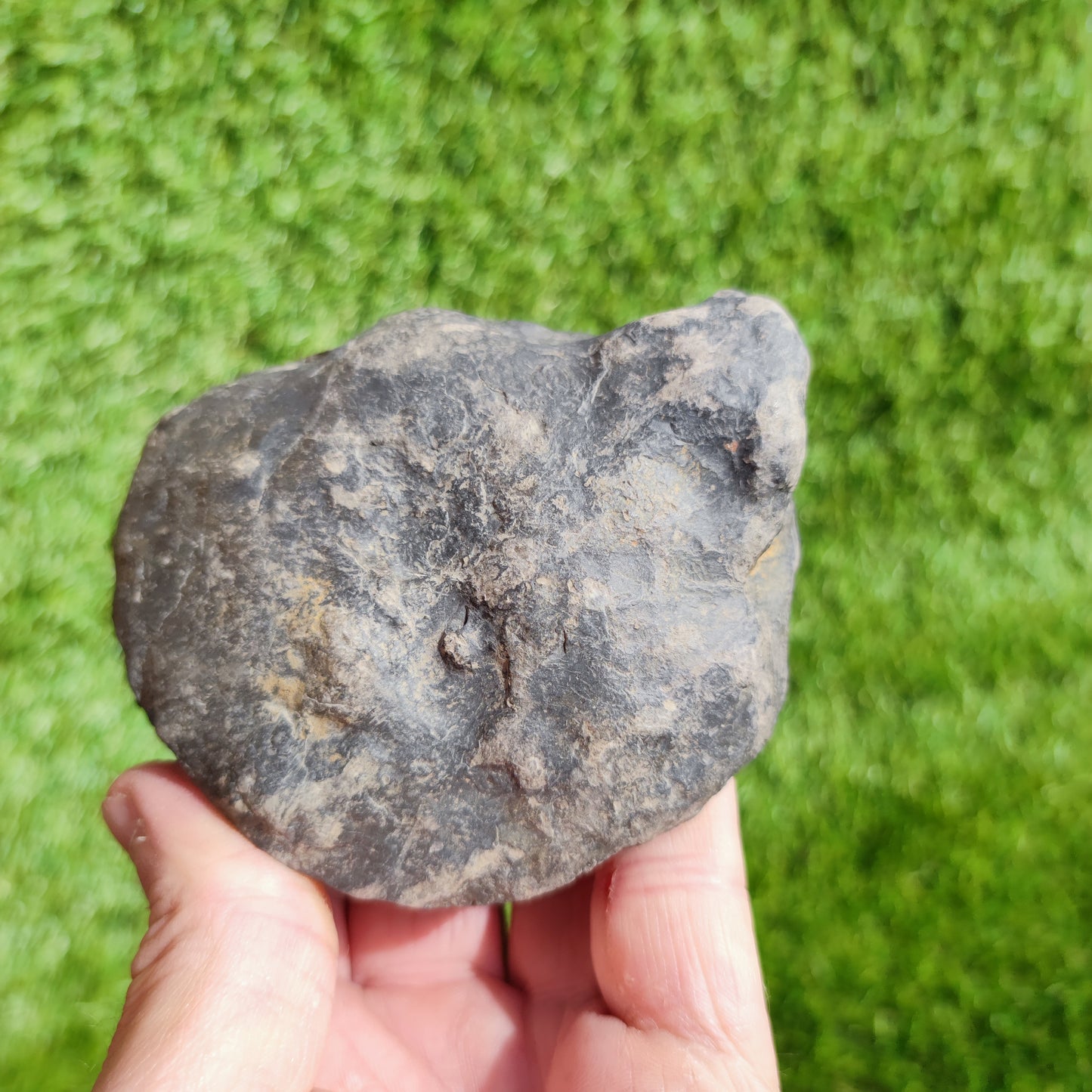 Large ammonite fossil Dactylioceras Yorkshire UK