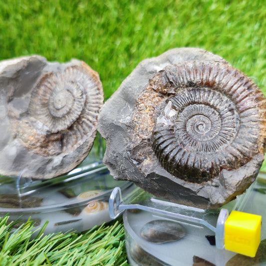 Split pair ammonite North Yorkshire Fossils