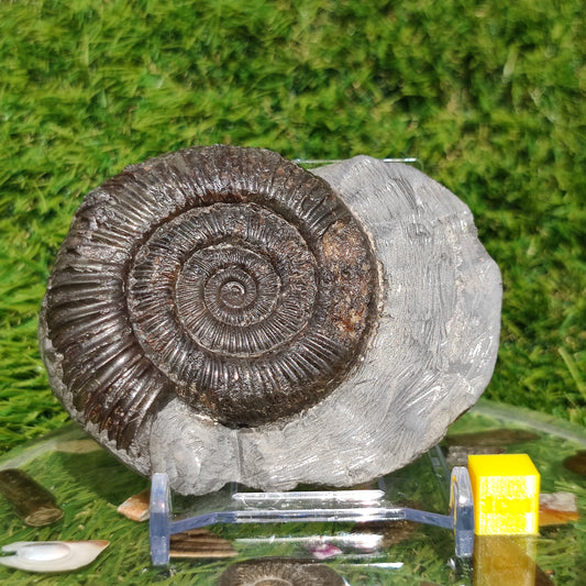Ammonite fossil in limestone rock Whitby