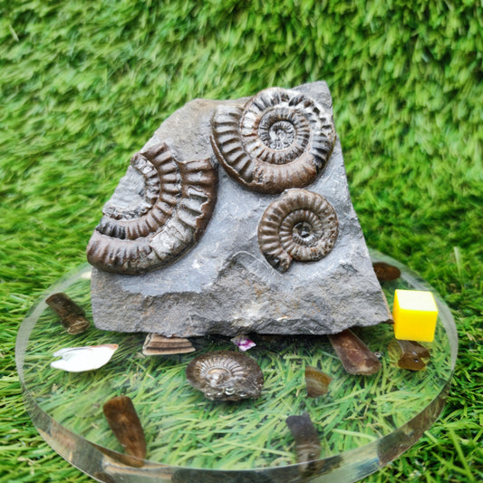 Lower lias ammonite fossil multi block Yorkshire on cut base