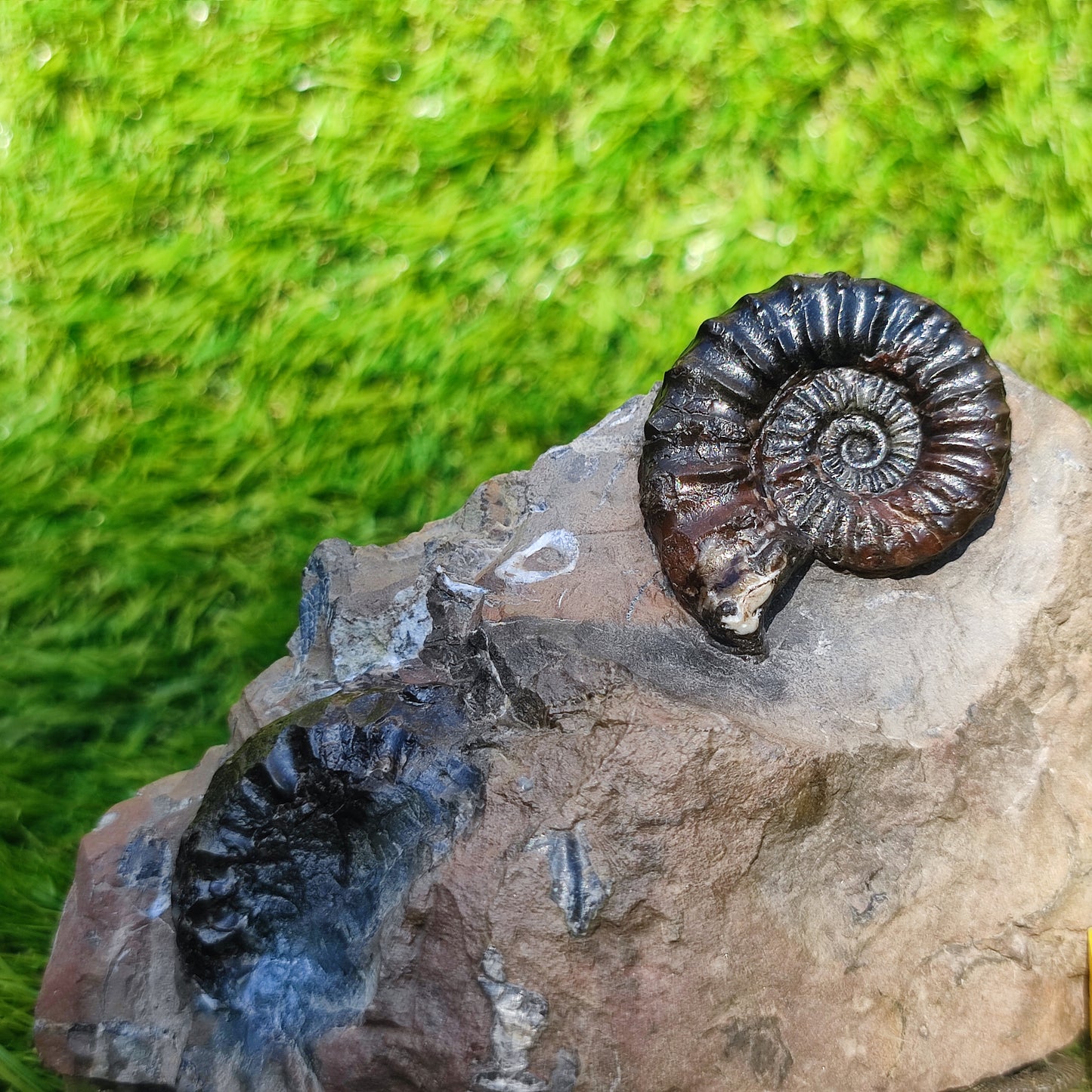Arnioceras ammonite fossil block Holderness coast cut base