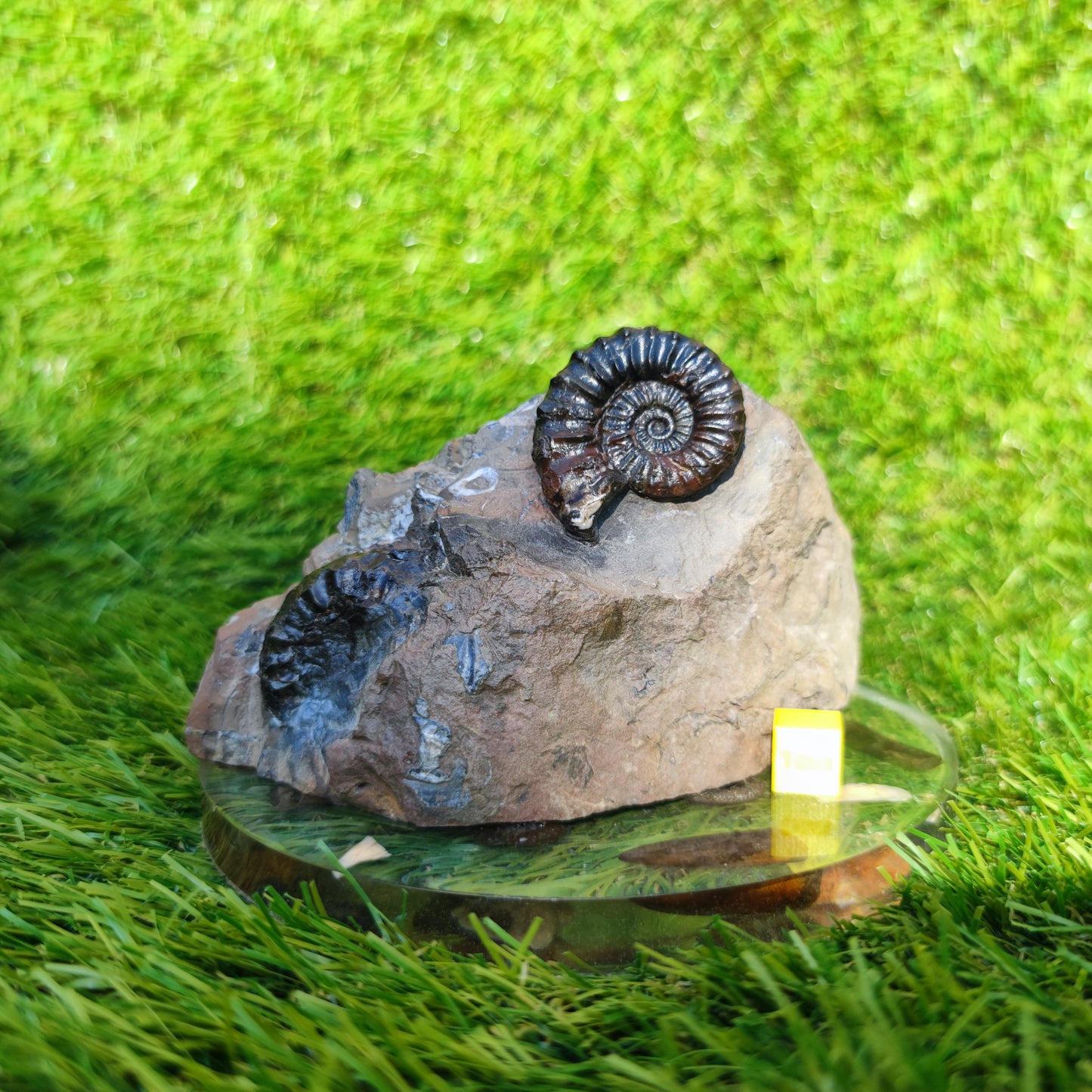 Arnioceras ammonite fossil block Holderness coast cut base