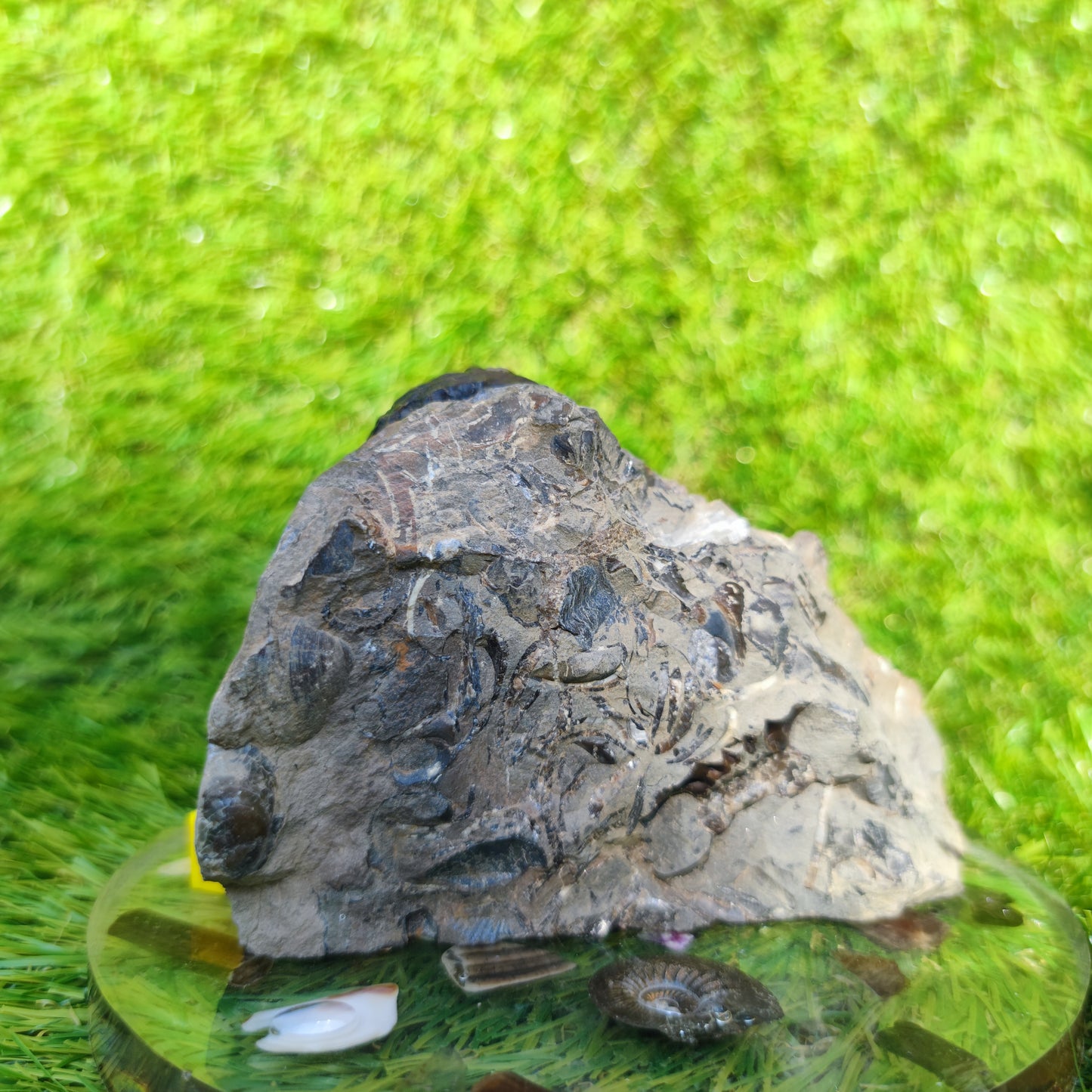 Arnioceras ammonite fossil block Holderness coast cut base