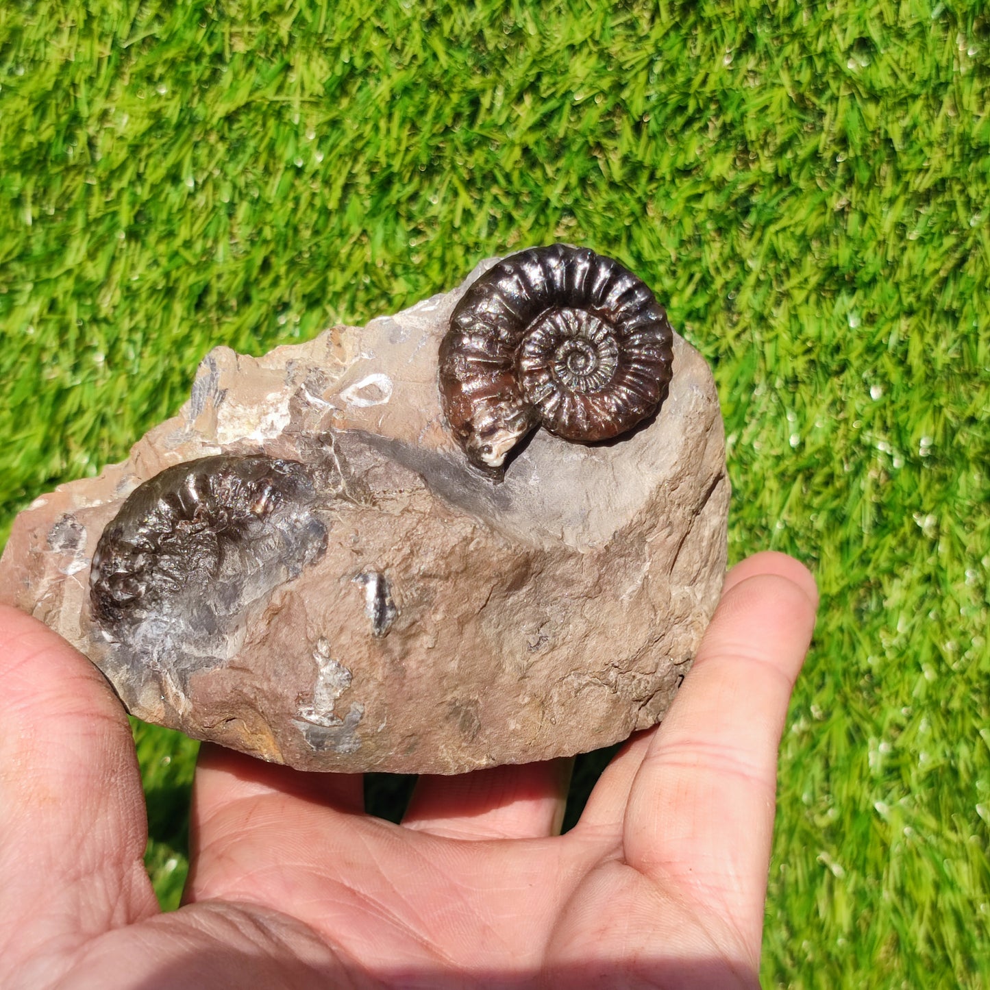 Arnioceras ammonite fossil block Holderness coast cut base