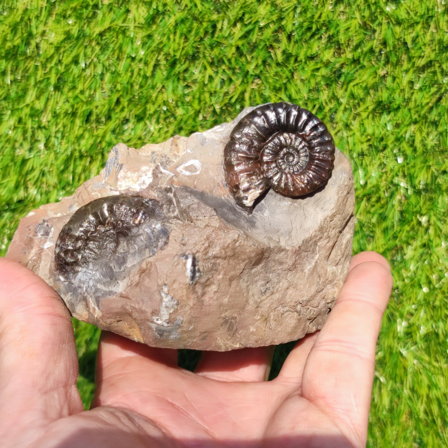 Arnioceras ammonite fossil block Holderness coast cut base