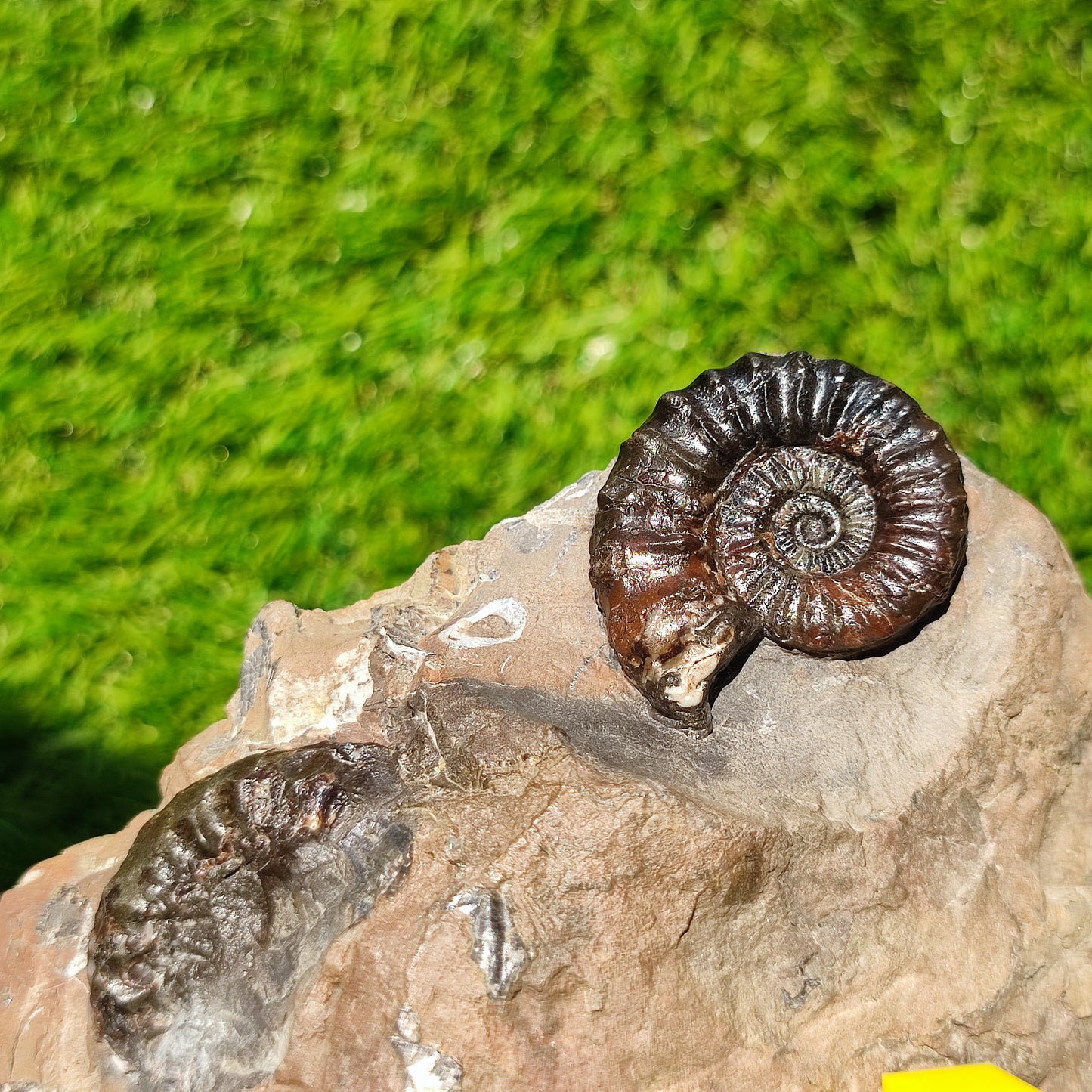 Arnioceras ammonite fossil block Holderness coast cut base