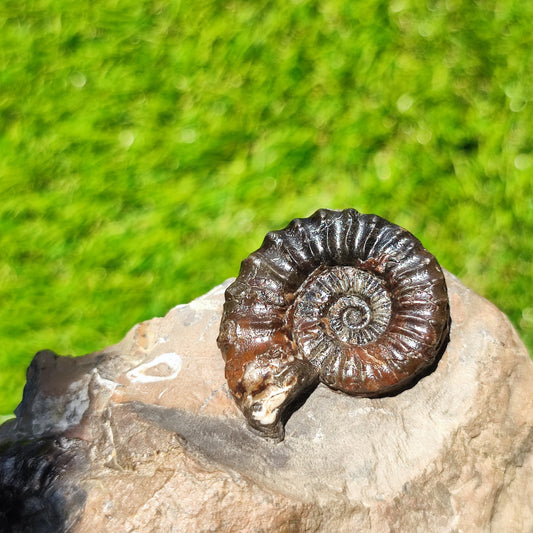 Arnioceras ammonite fossil block Holderness coast cut base