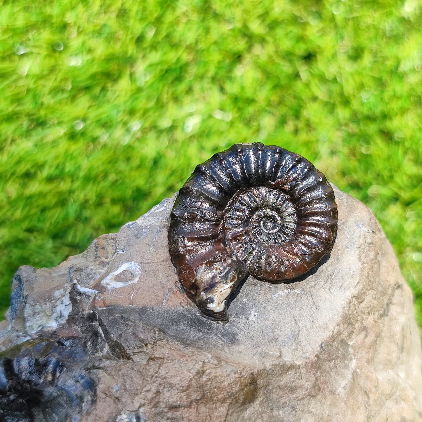 Arnioceras ammonite fossil block Holderness coast cut base